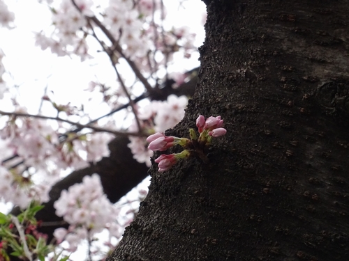 桜1.jpg
