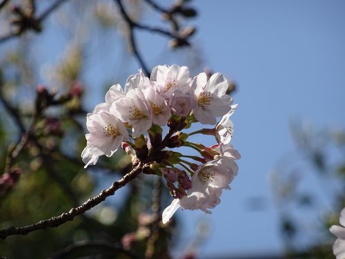 桜1DSC03114.jpg