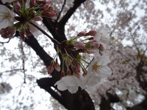 桜30DSC03252.jpg