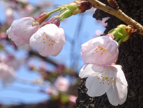 桜4.jpg