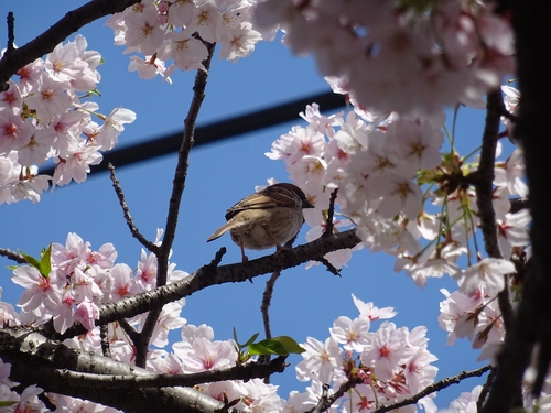桜と.jpg