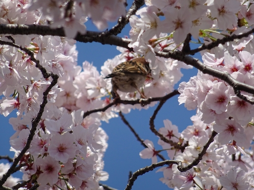 桜と2.jpg