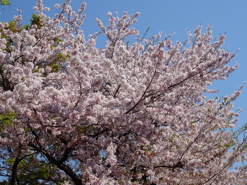 桜と3.jpg