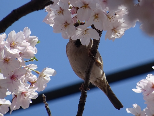 桜と4.jpg