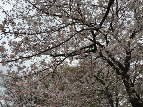 桜比較　スマホ1.jpg