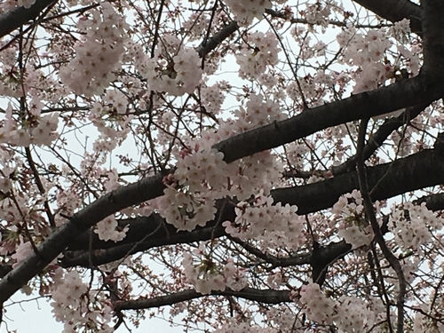 桜比較　スマホ2.jpg