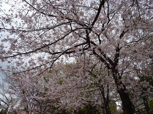 桜比較　デジカメ1.jpg