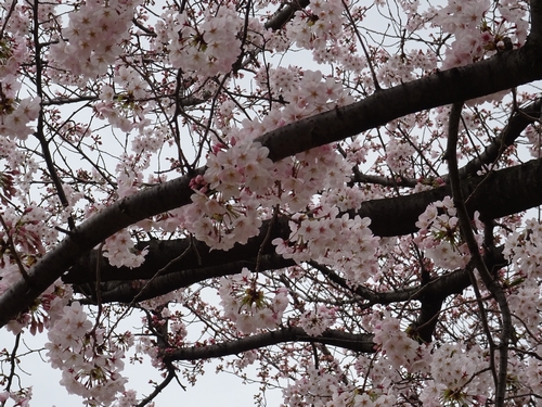 桜比較　デジカメ2.jpg