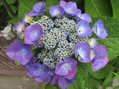 紫陽花4.jpg